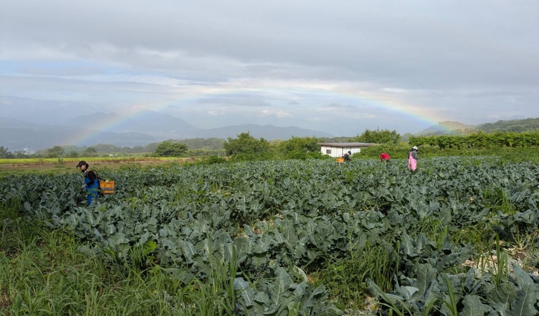 ブロッコリーを収穫する体験者