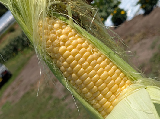 スイートコーン